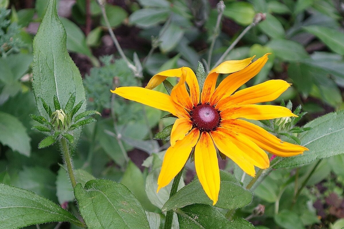 Рудбекия - Рита Симонова