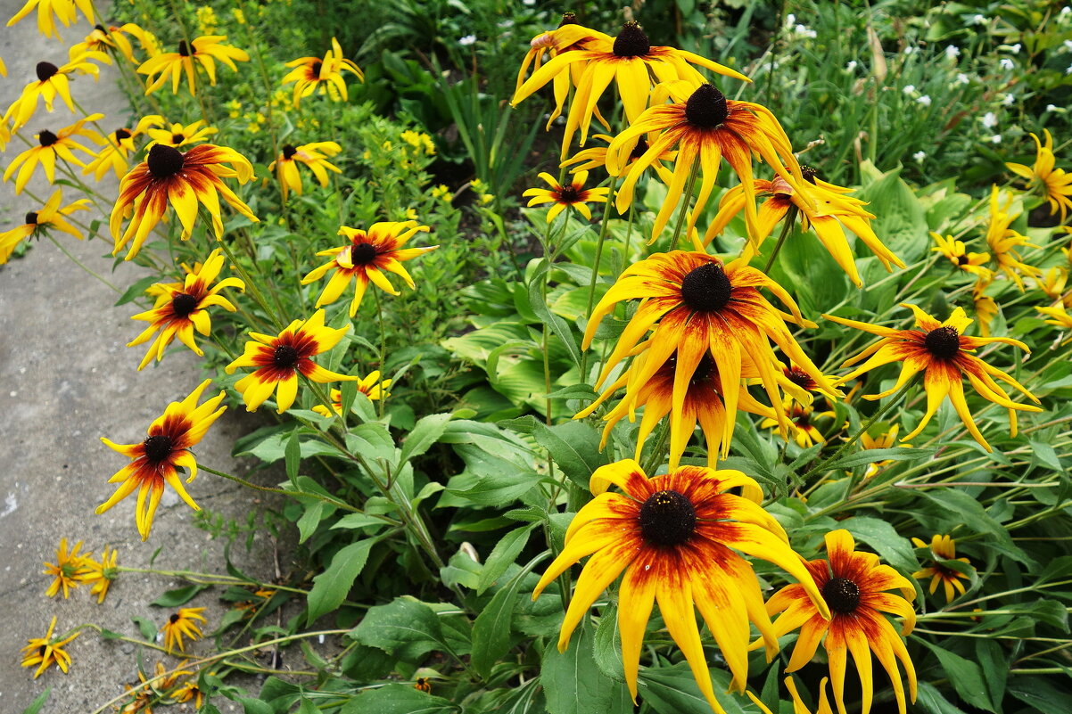 Рудбекия - Рита Симонова