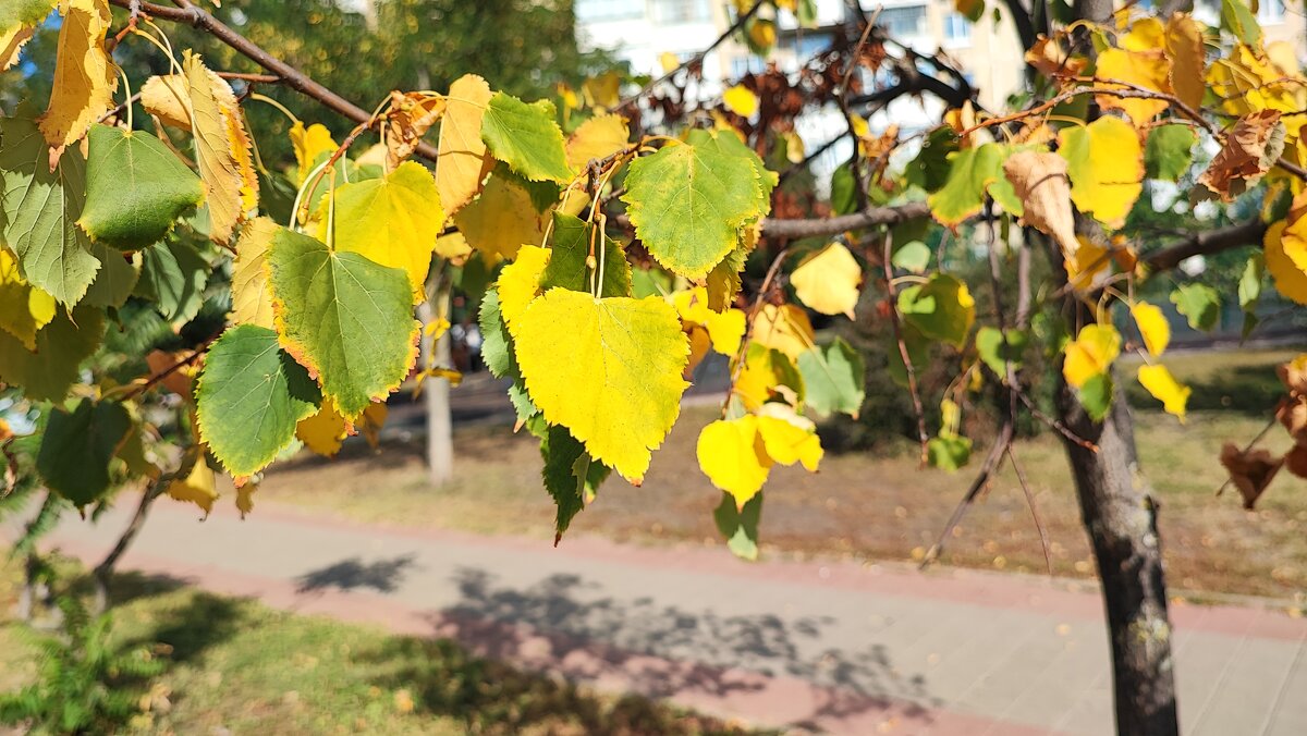 ,,, - Сергей Тимоновский ,,, - Сергей Тимоновский