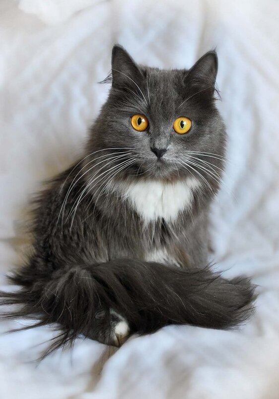 С янтарными глазами - Ирина С С янтарными глазами - Ирина С