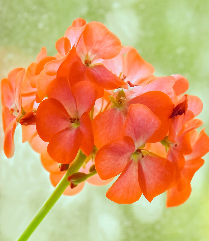 Осень за окном. - юрий Амосов Осень за окном. - юрий Амосов