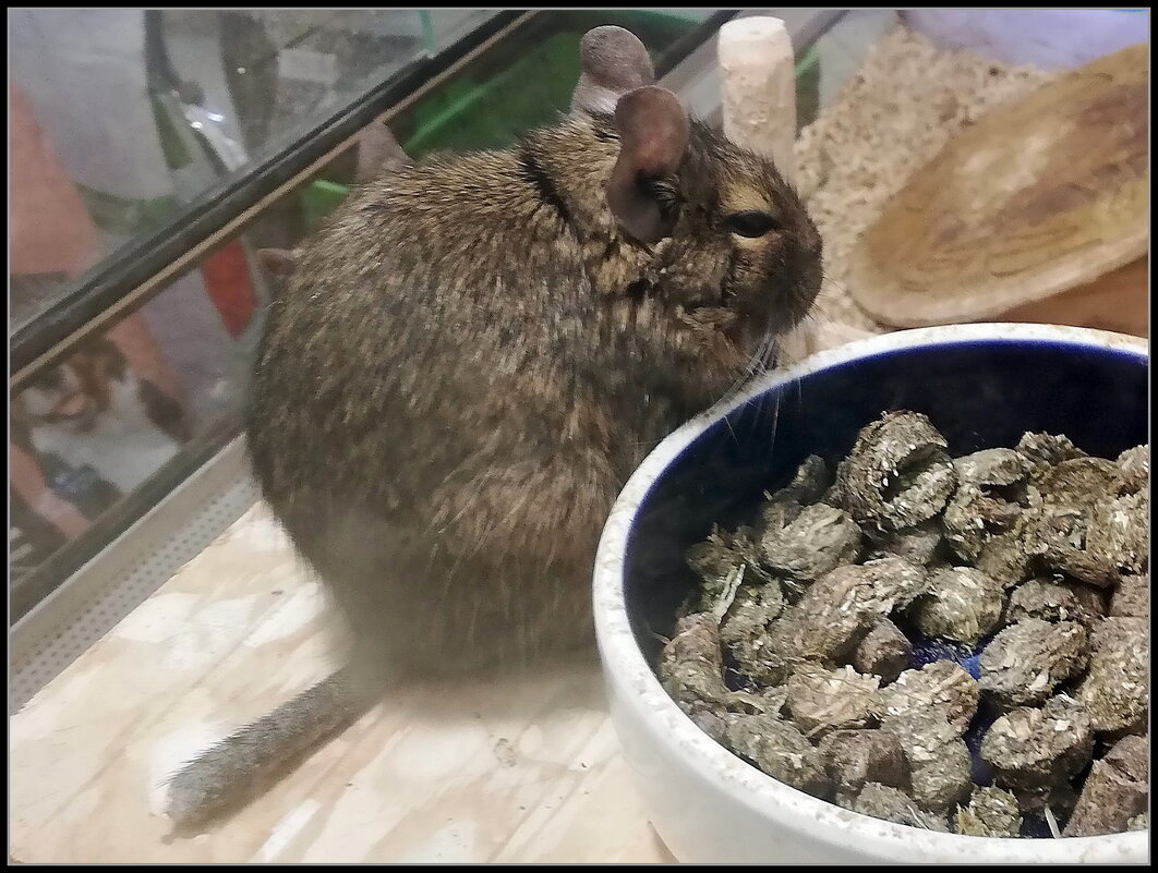 Дегу (чилийская белка) в зоомагазине.. - Ольга Довженко