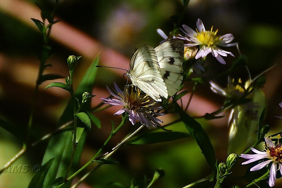 31 августа - kolyeretka 31 августа - kolyeretka