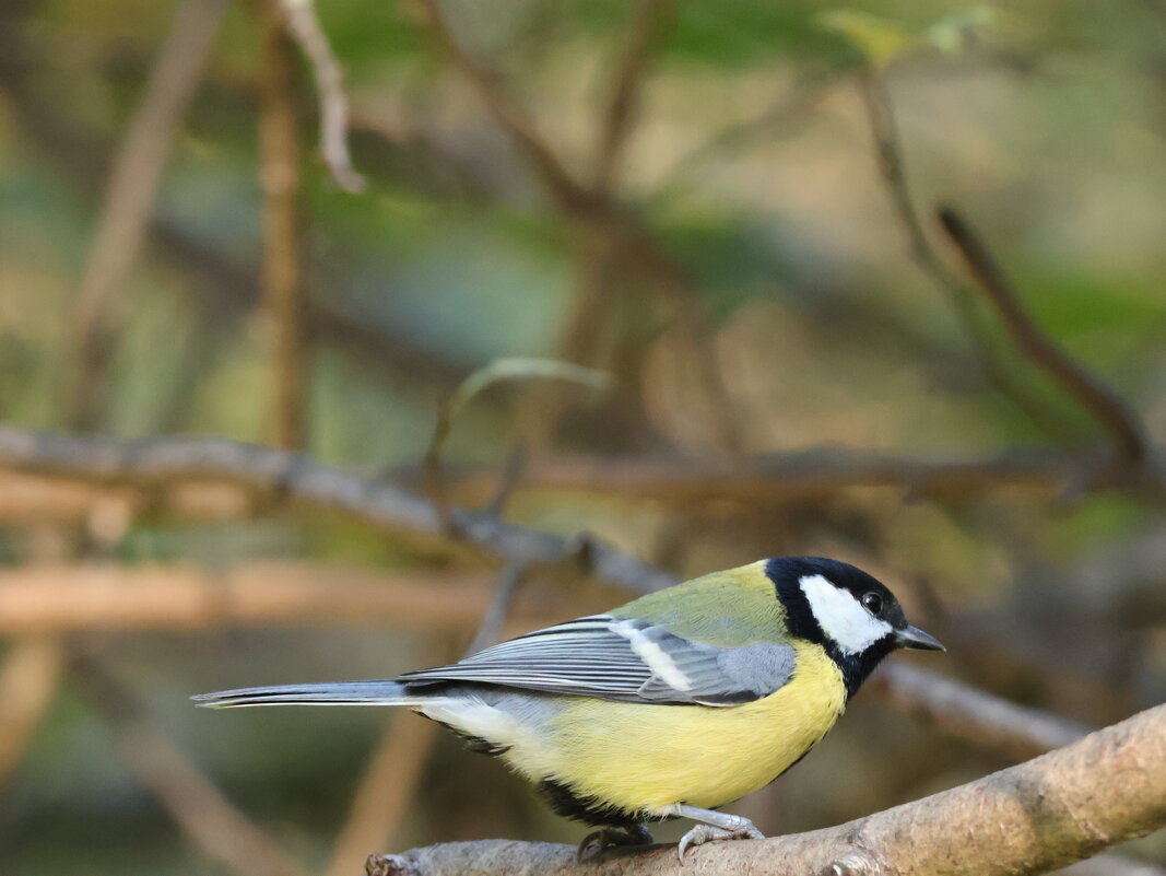 Тихая фотоохота - Иван Ермен