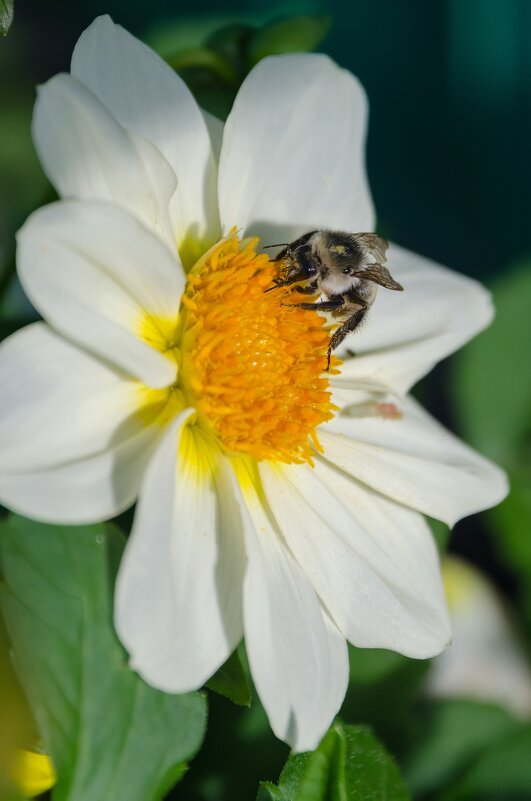 *** - Виктор Иванович Чернюк