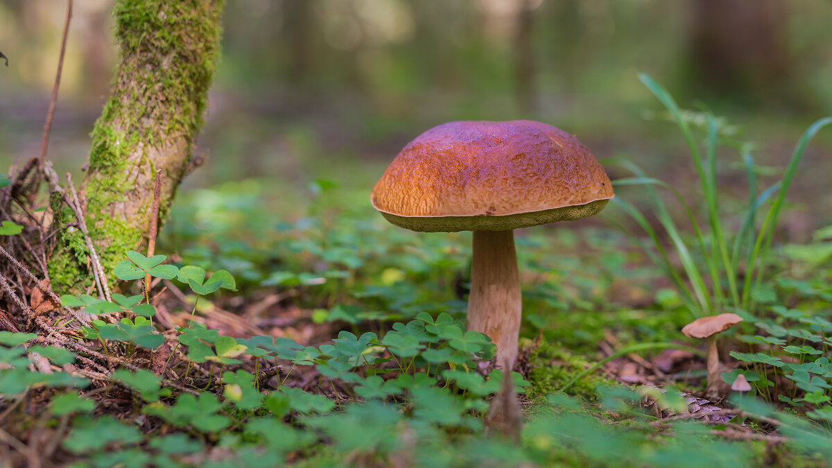 Белый - Владимир Кириченко  wlad113