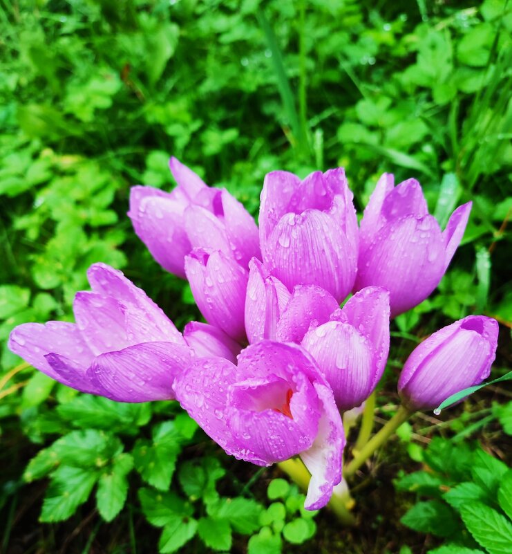 Безвременник расцвел.Осень - Ирина Безвременник расцвел.Осень - Ирина