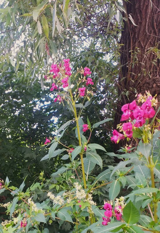 дикий бальзамин у дороги... - Галина Флора дикий бальзамин у дороги... - Галина Флора