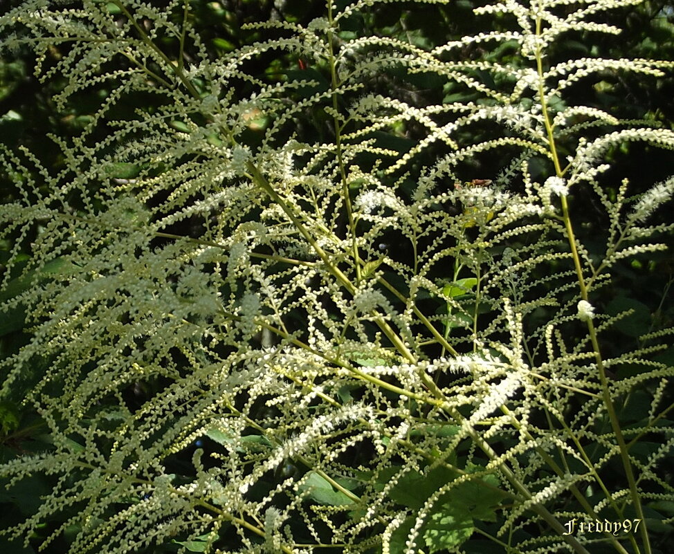 Волжанка - Freddy 97