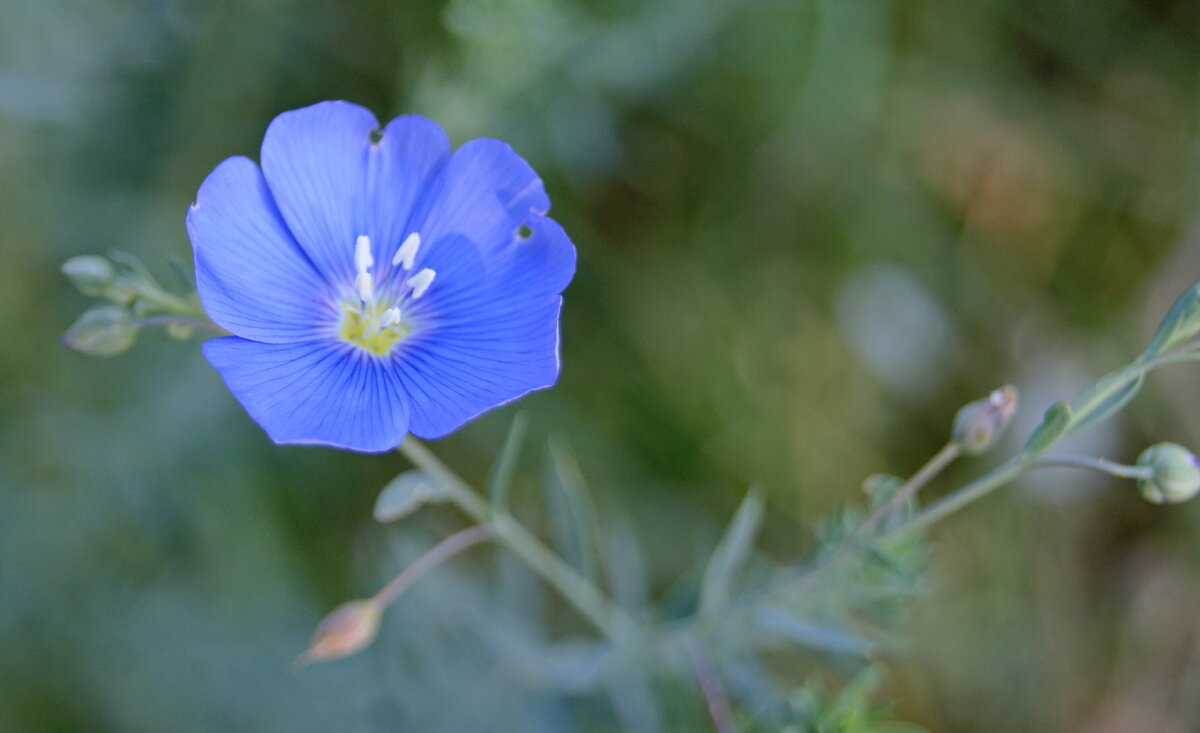 Цветок ленка от сентября. - сергей ермошкин Цветок ленка от сентября. - сергей ермошкин