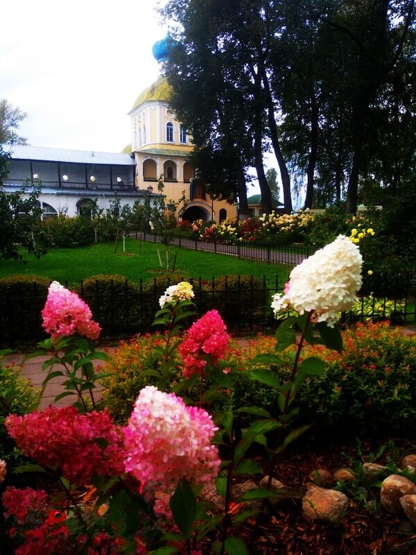 Гортэнзия - Сергей Кочнев