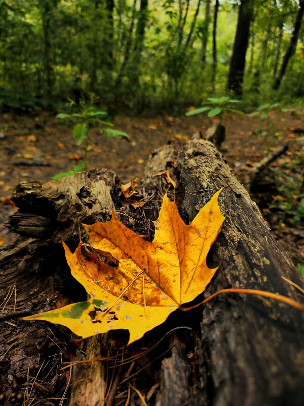**** - Алексей Архипов