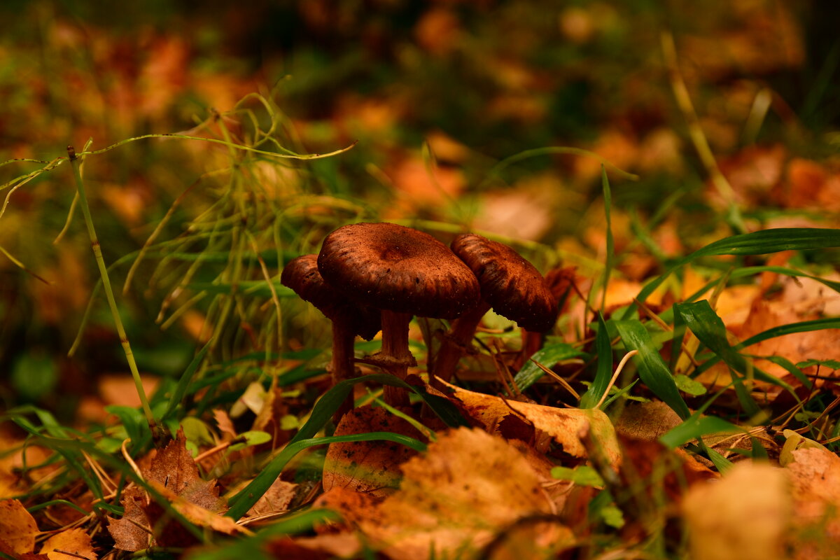 природа - סּﮗRuslan HAIBIKE Sevastyanovסּﮗסּ