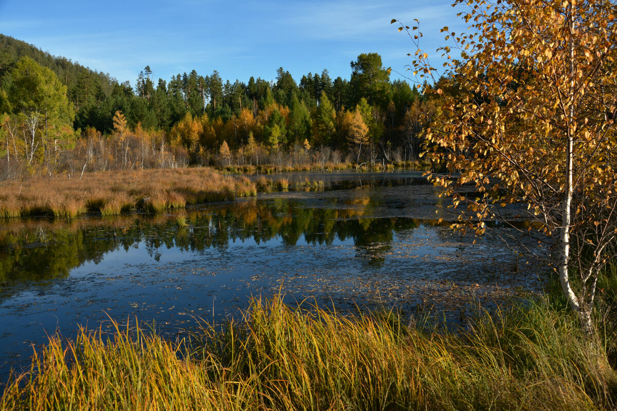 *** - Наталья Покацкая