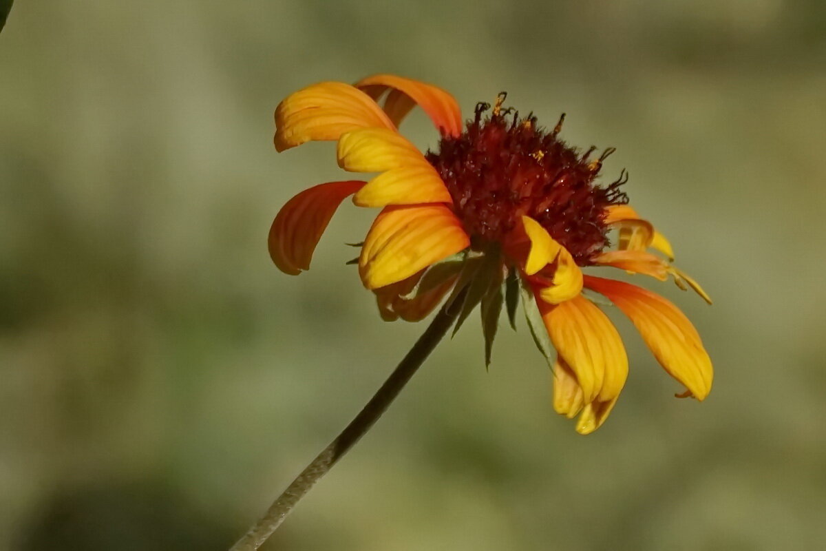 Цветы Осени... - Николай Саржанов
