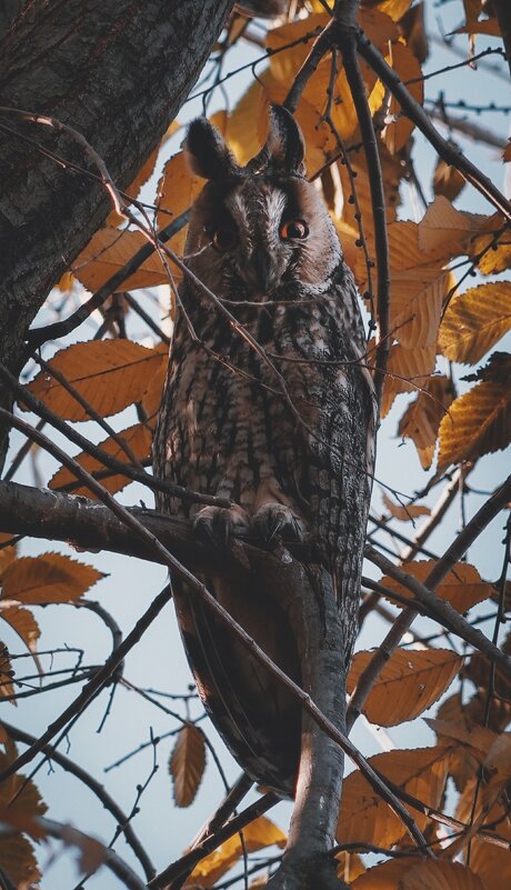 Прекрасные совушки. - Анатолий Щербак