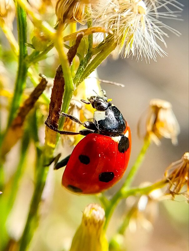 макро - Дмитрий Курский 