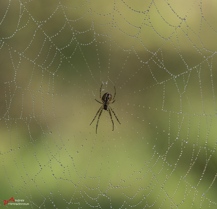 В сетях... - Андрей Пристяжнюк