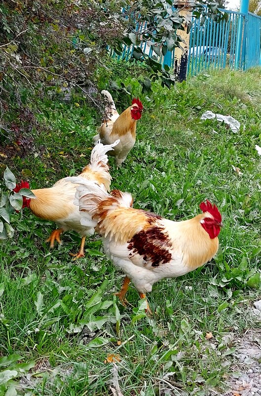 Петухи - Максим Егоров