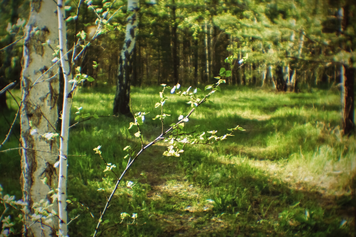 Лес - Сергей Царёв