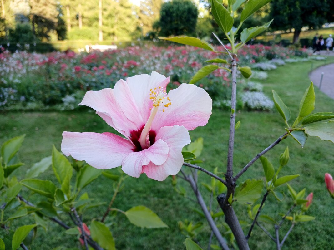 Гибискус. - Лия ☼ Гибискус. - Лия ☼