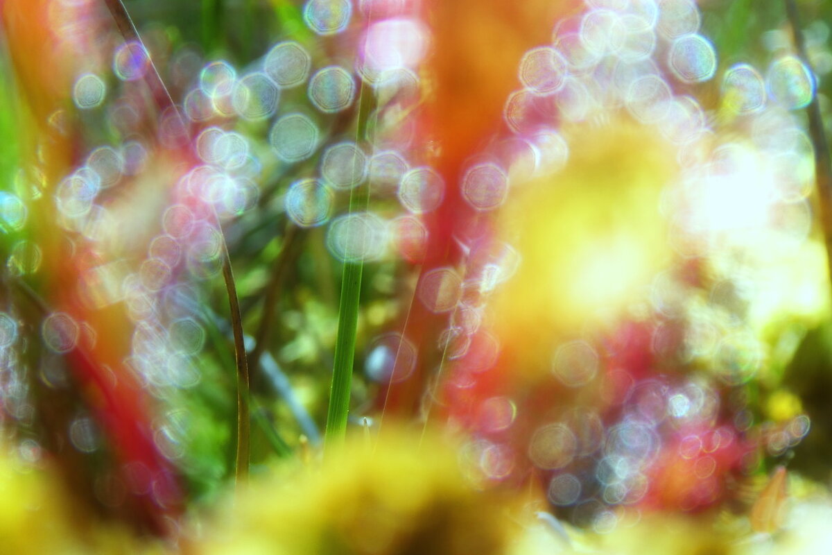 Цвета росянки ... - Владимир Шошин