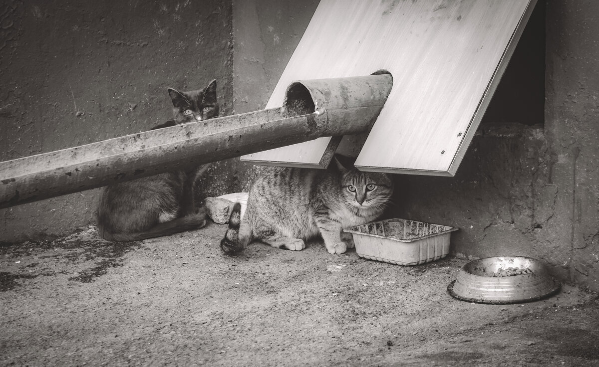 Два племянника-сиротки (чб) - Сергей Царёв