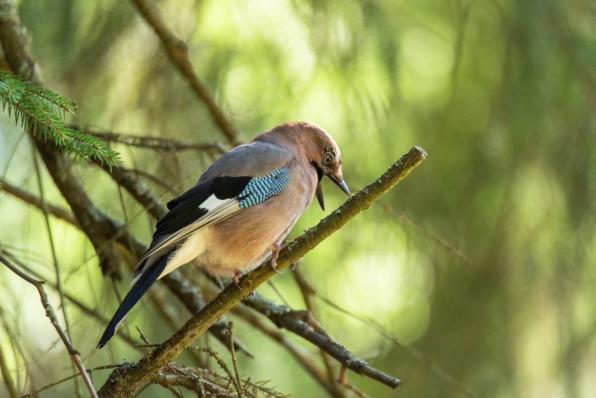 Сойка. - Виктор Евстратов