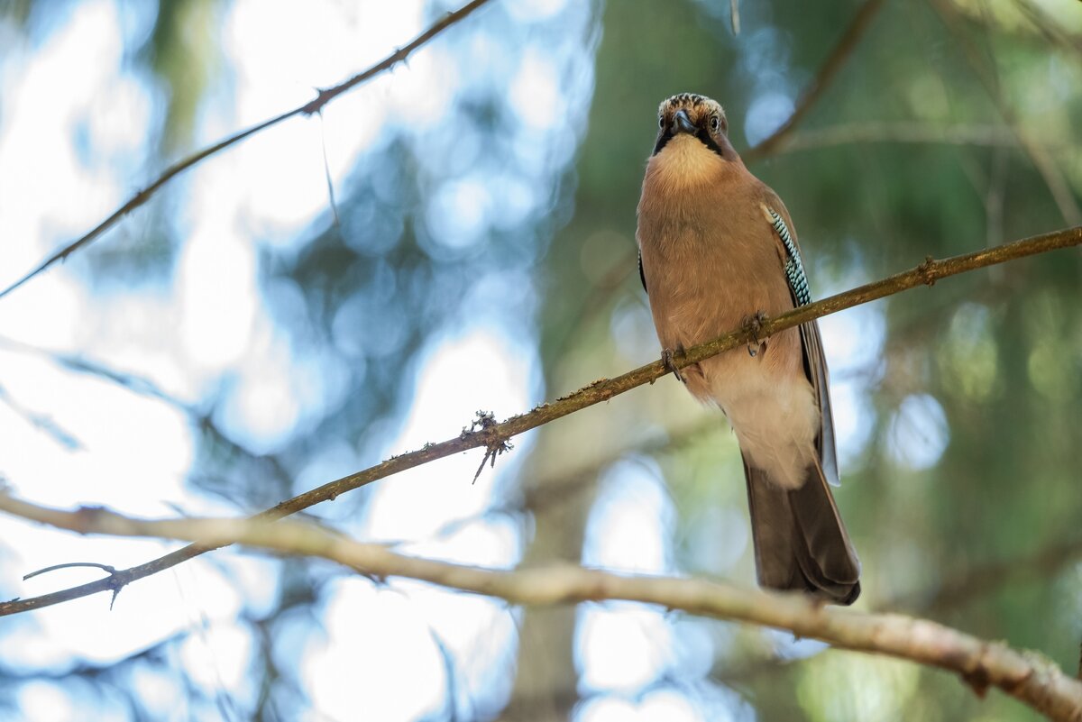 Сойка. - Виктор Евстратов