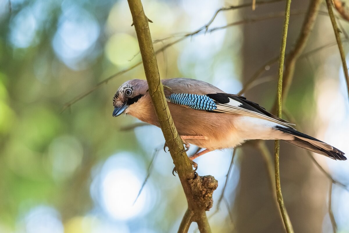 Сойка. - Виктор Евстратов Сойка. - Виктор Евстратов