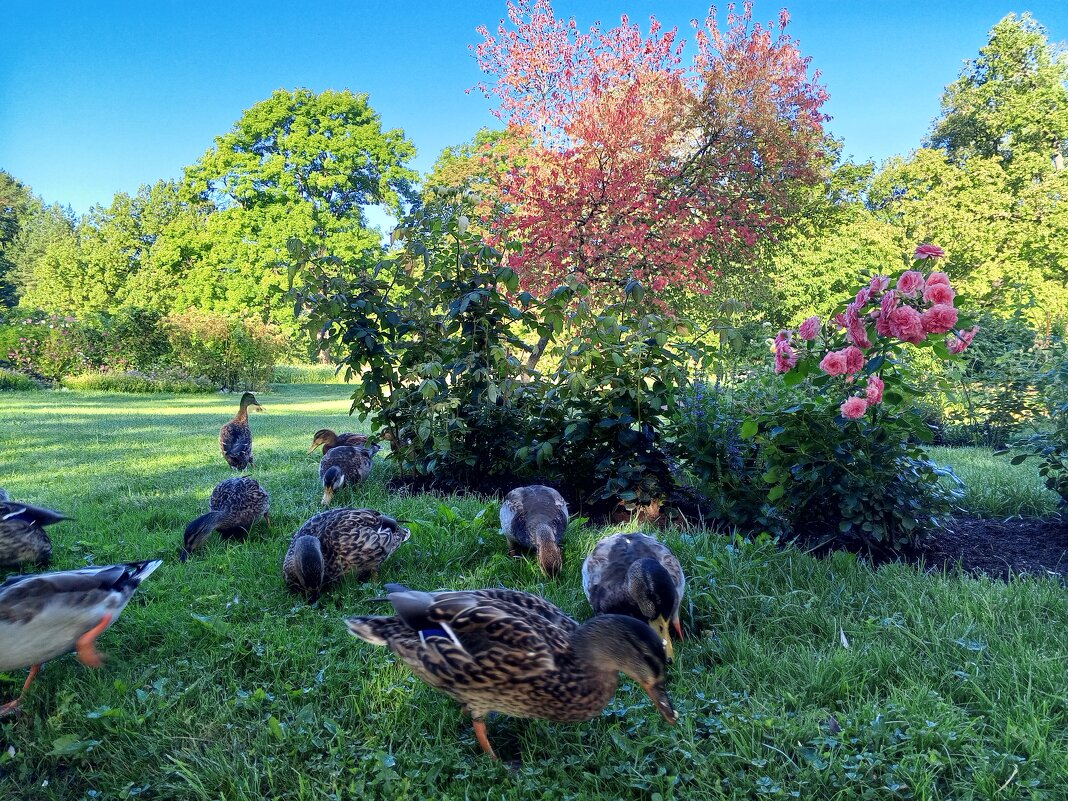 Утки - Сапсан 