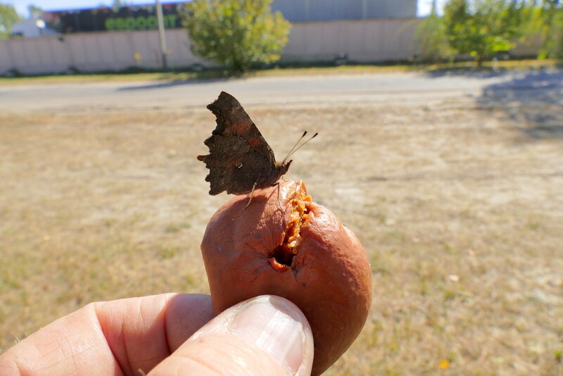 Из сегодняшней съёмки 1 - Александр Прокудин Из сегодняшней съёмки 1 - Александр Прокудин