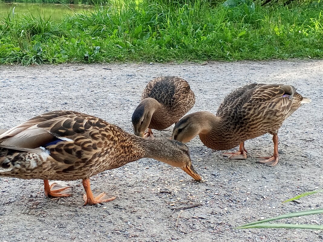 Утки - Сапсан 