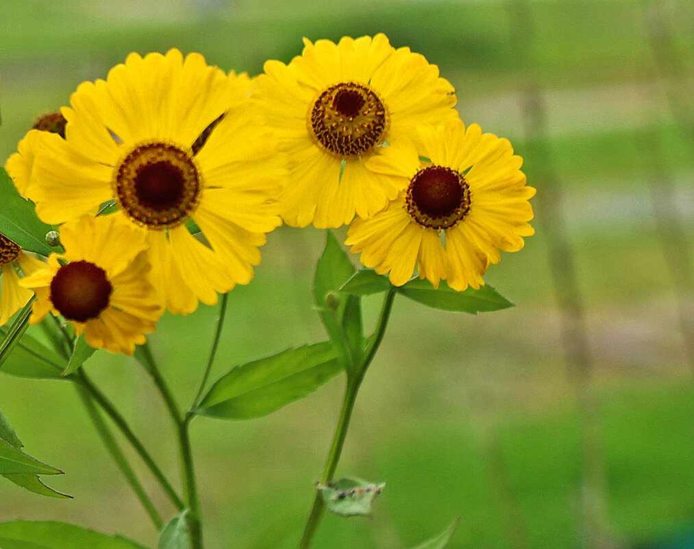 Солнышки - Светлана 