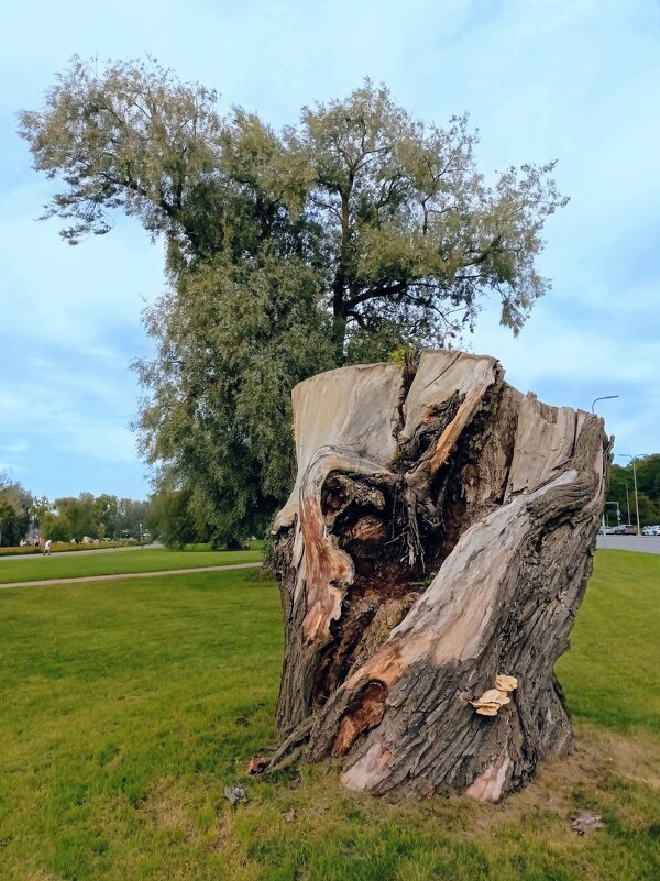 Пенёк ) - Veera V Пенёк ) - Veera V