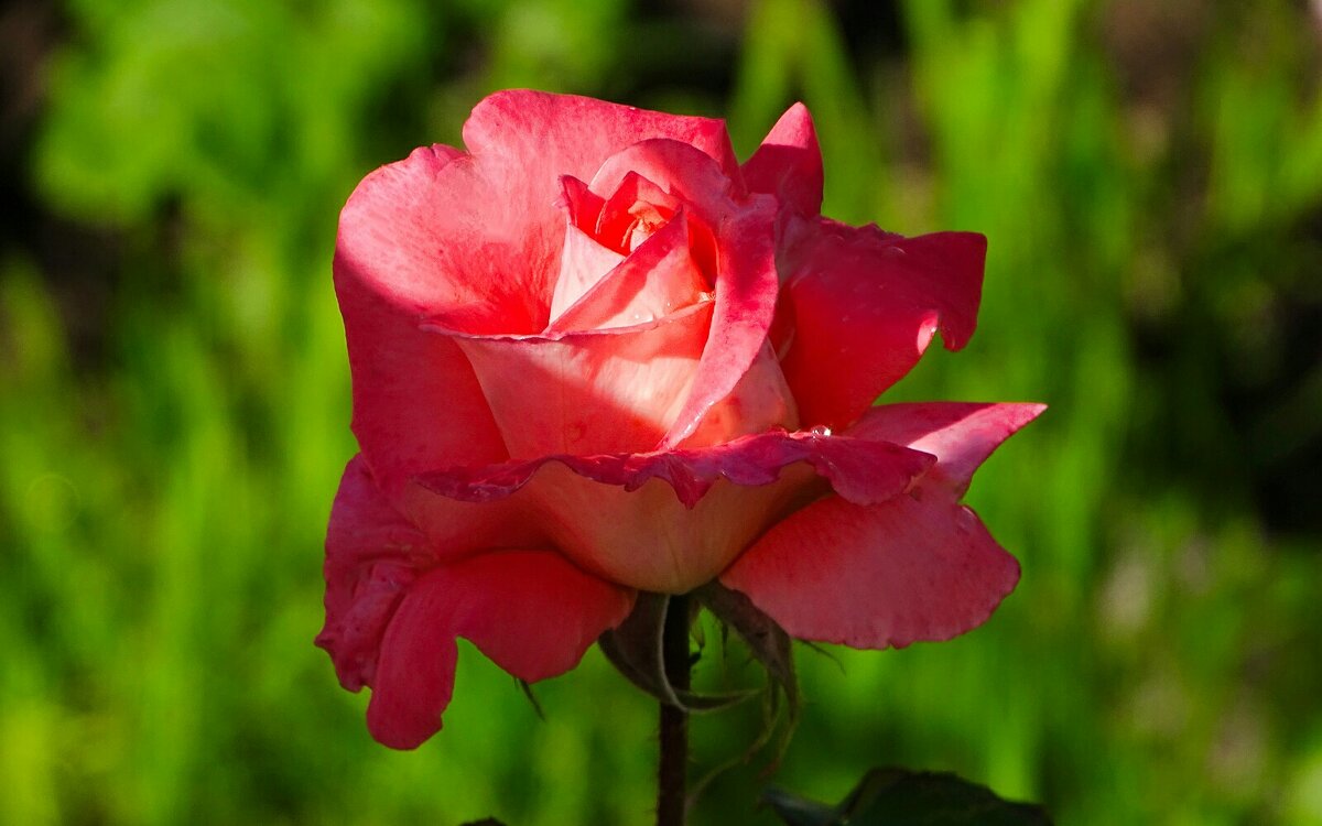 Роза сентября. - Милешкин Владимир Алексеевич 