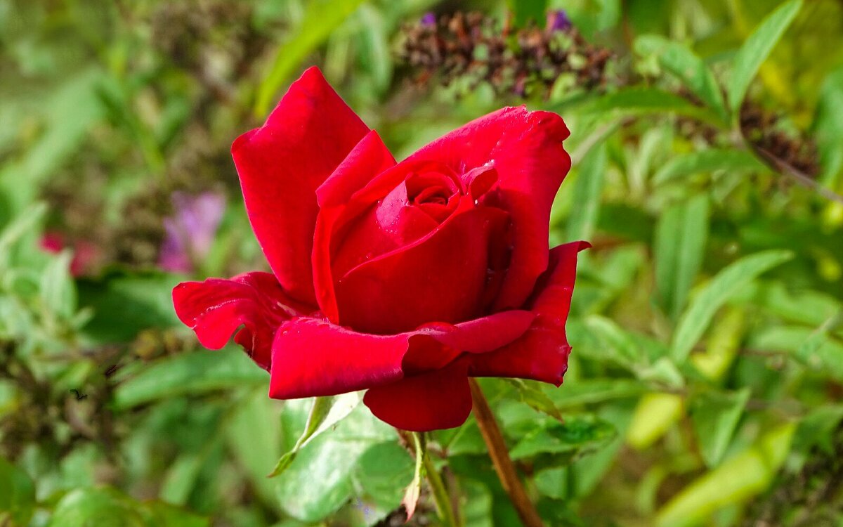 Роза сентября. - Милешкин Владимир Алексеевич 