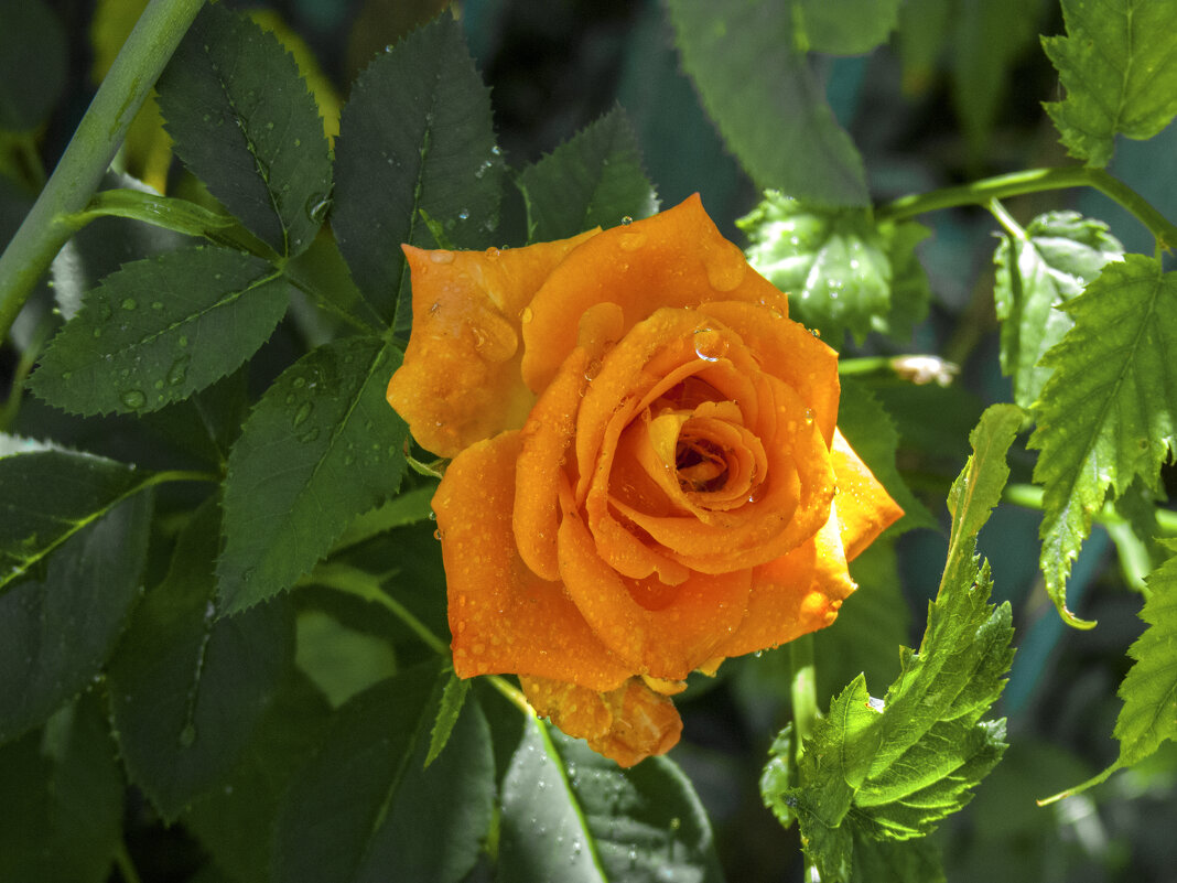 Оранжевая роза Флорибунда - Валентин Семчишин