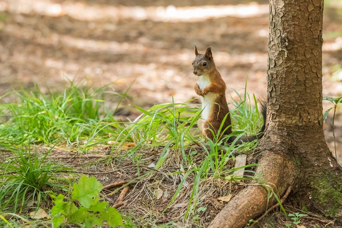 Белочка. - Виктор Евстратов