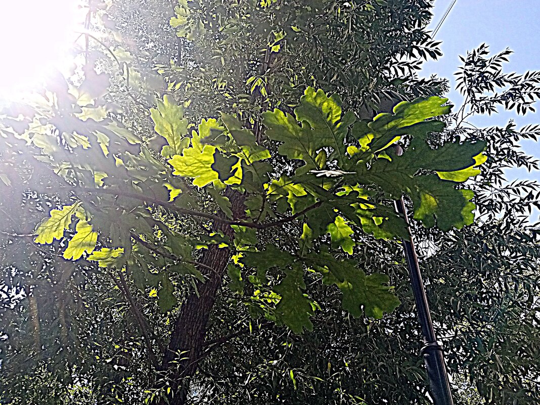 Цветы. - Владимир Драгунский