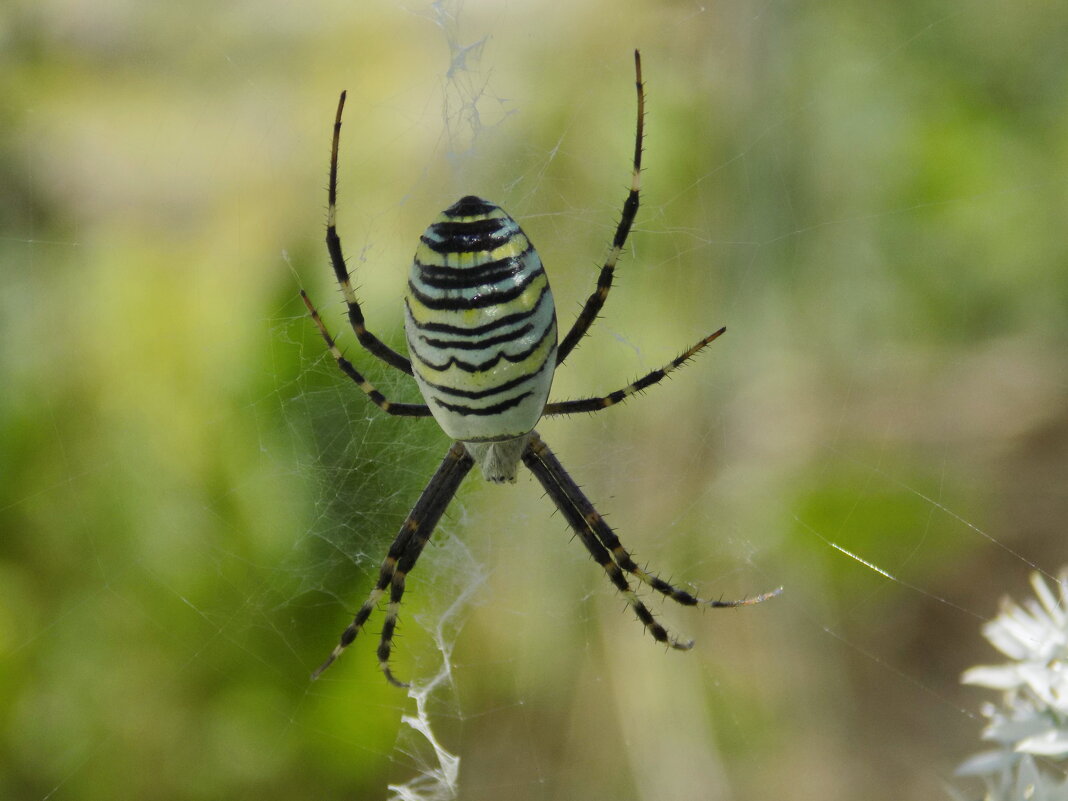 Паук-оса в ожидании добычи... - Константин Штарк