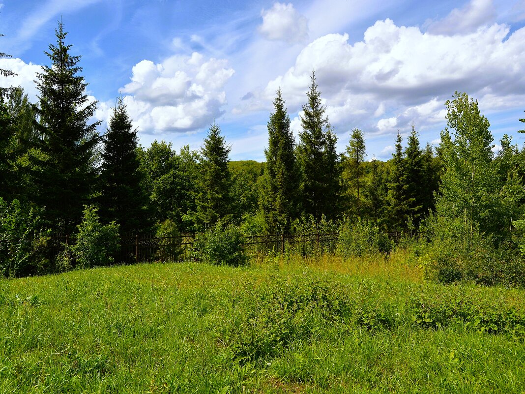 Чебоксары. Овраг в Ботаническом саду. - Пётр Чернега