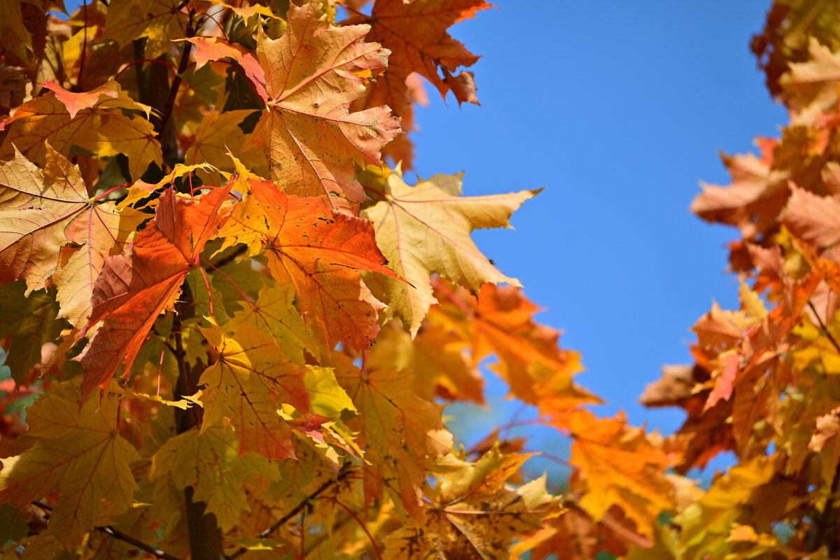 *** - Владислав Левашов