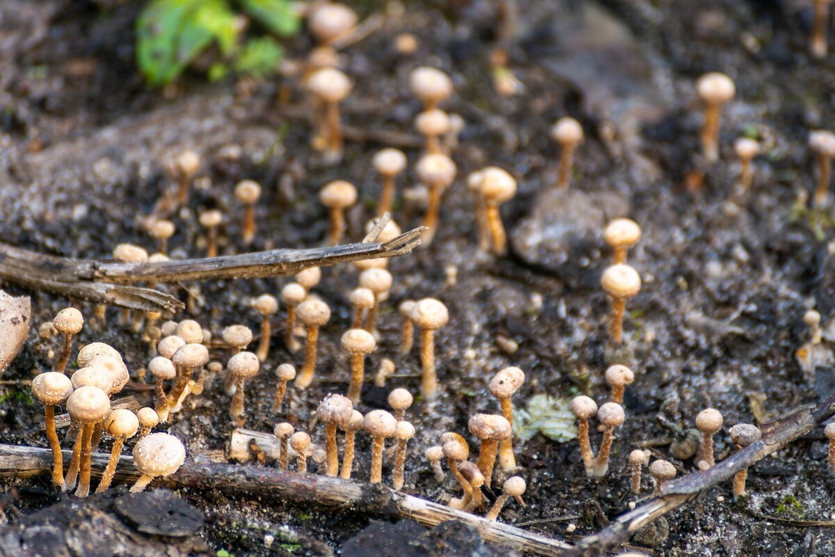 Грибочки - Игорь Сикорский