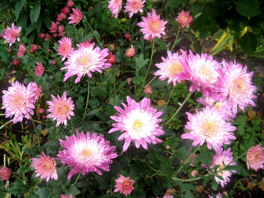 **** - Елена Семигина