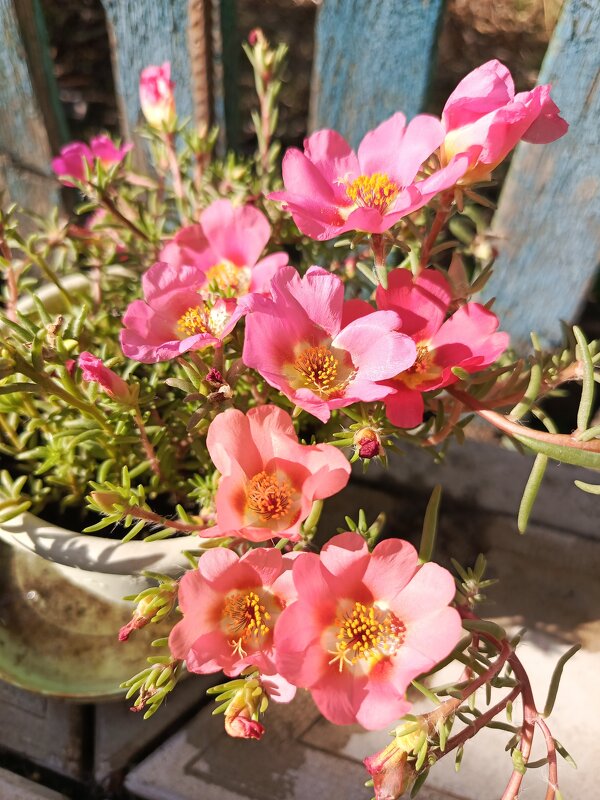 Портулак - Татьяна Пальчикова