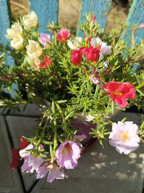 Портулак - Татьяна Пальчикова