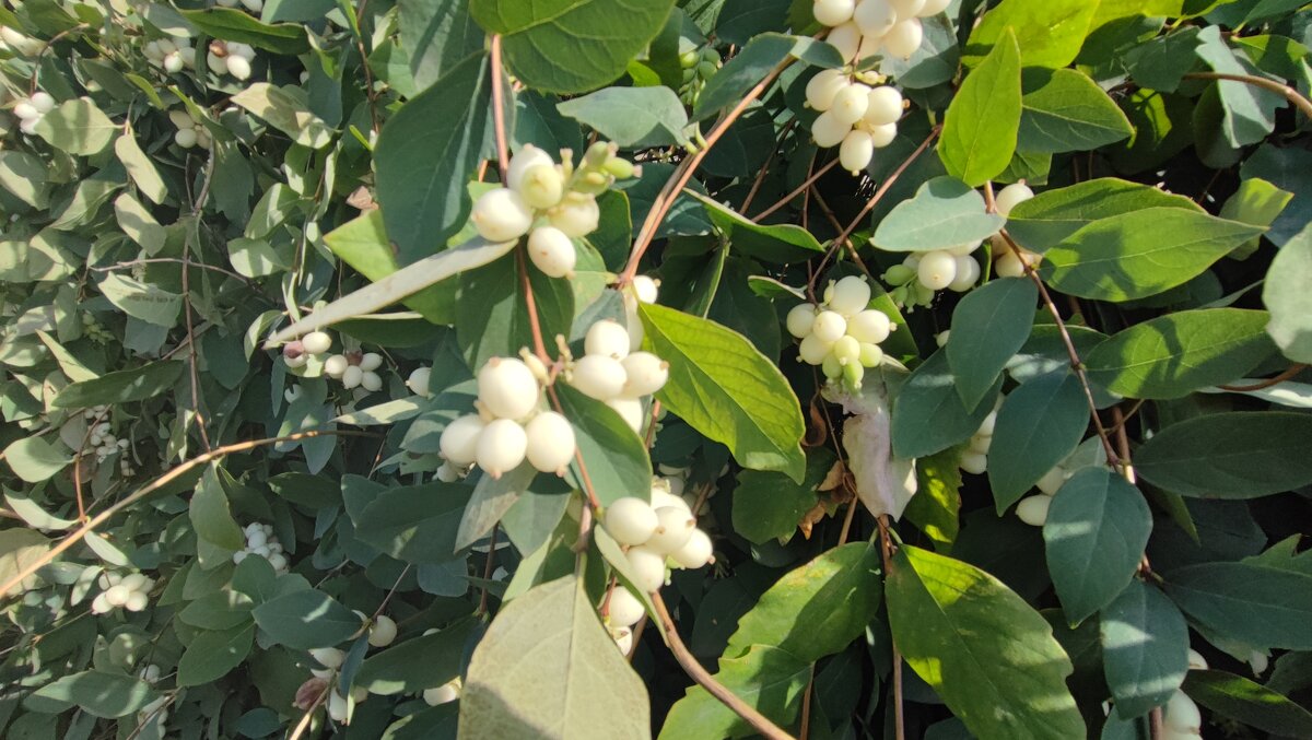 ,,, - Сергей Тимоновский