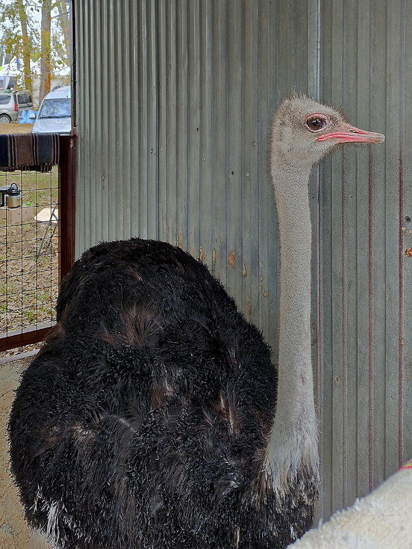 "Какие перышки, какой носок..." Агропромышленная выставка. Самара - MILAV V