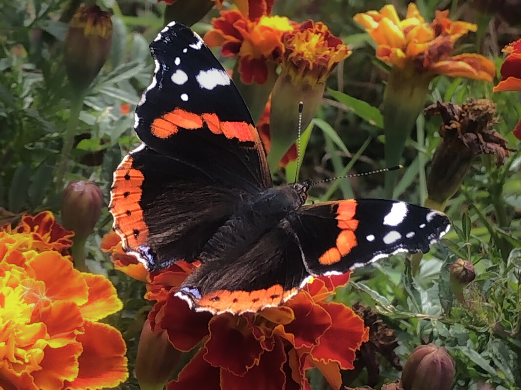 Бабье лето - Александр Ковальчук
